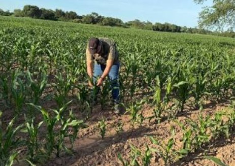 El Niño amenaza al Chaco: SENAVE solicita máxima vigilancia a lo productores de la región El Niño amenaza al Chaco: SENAVE solicita máxima vigilancia a lo productores de la región