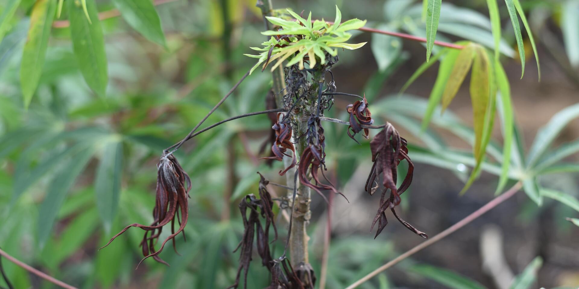 SENAVE alerta sobre la «escoba de bruja» de la mandioca y refuerza controles agrícolas en el Chaco SENAVE alerta sobre la «escoba de bruja» de la mandioca y refuerza controles agrícolas en el Chaco