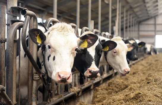 FECOLAB celebra 18 años consolidándose como aliado clave del sector agroalimentario en Paraguay FECOLAB celebra 18 años consolidándose como aliado clave del sector agroalimentario en Paraguay