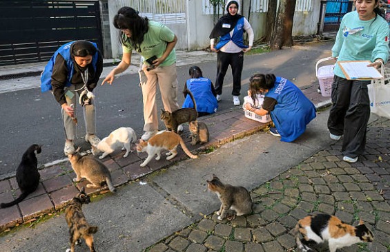 Castratón 2026: La iniciativa que busca frenar el abandono animal con metas renovadas y despliegue territorial Castratón 2026: La iniciativa que busca frenar el abandono animal con metas renovadas y despliegue territorial