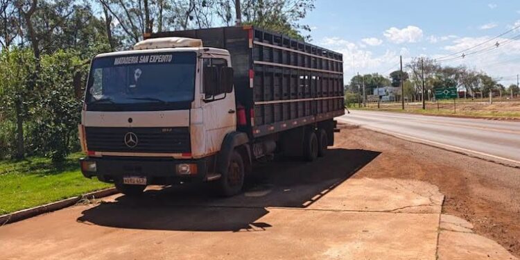 Chanchos sin documentos: no para el contrabando de cerdos