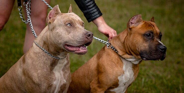 Proponen licencia obligatoria y multas de hasta 100 jornales para dueños de perros potencialmente peligrosos que hayan incurrido en infracciones