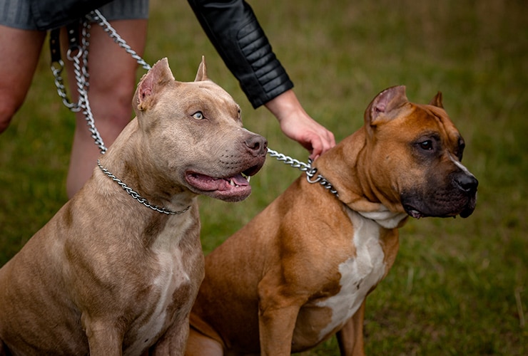 Proponen licencia obligatoria y multas de hasta 100 jornales para dueños de perros potencialmente peligrosos que hayan incurrido en infracciones Proponen licencia obligatoria y multas de hasta 100 jornales para dueños de perros potencialmente peligrosos que hayan incurrido en infracciones
