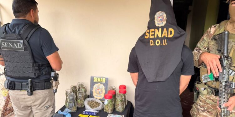 Preocupante: aumentan las incautaciones de diversas variedades de MARIHUANA PREMIUM en el área metropolitana