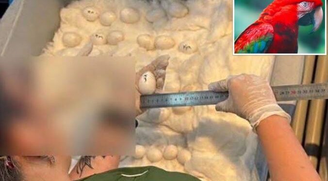 Lo que faltaba: ¡contrabando de huevos de guacamayo!