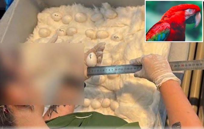 Lo que faltaba: ¡contrabando de huevos de guacamayo! Lo que faltaba: ¡contrabando de huevos de guacamayo!