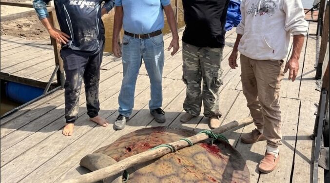 Inolvidable jornada de pesca: capturaron una raya de 90 kilos Inolvidable jornada de pesca: capturaron una raya de 90 kilos