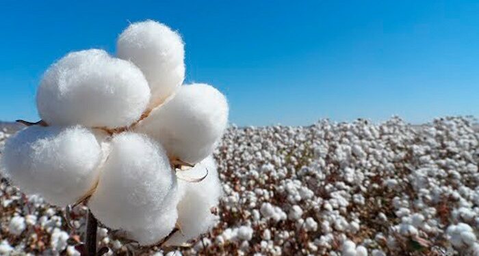 Algodón chaqueño busca crecer con más industria y valor agregado