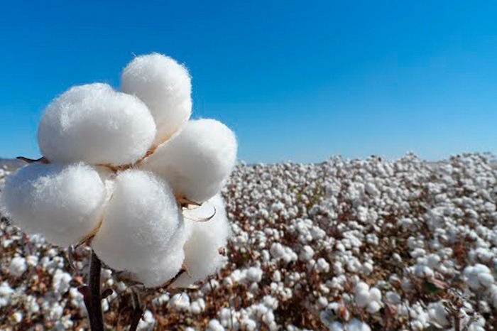 Algodón chaqueño busca crecer con más industria y valor agregado Algodón chaqueño busca crecer con más industria y valor agregado