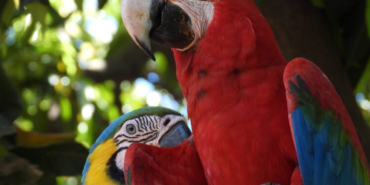 El Congreso reconoce la trayectoria de Asora Paraguay en la conservación y repoblación del guacamayo urbano El Congreso reconoce la trayectoria de Asora Paraguay en la conservación y repoblación del guacamayo urbano
