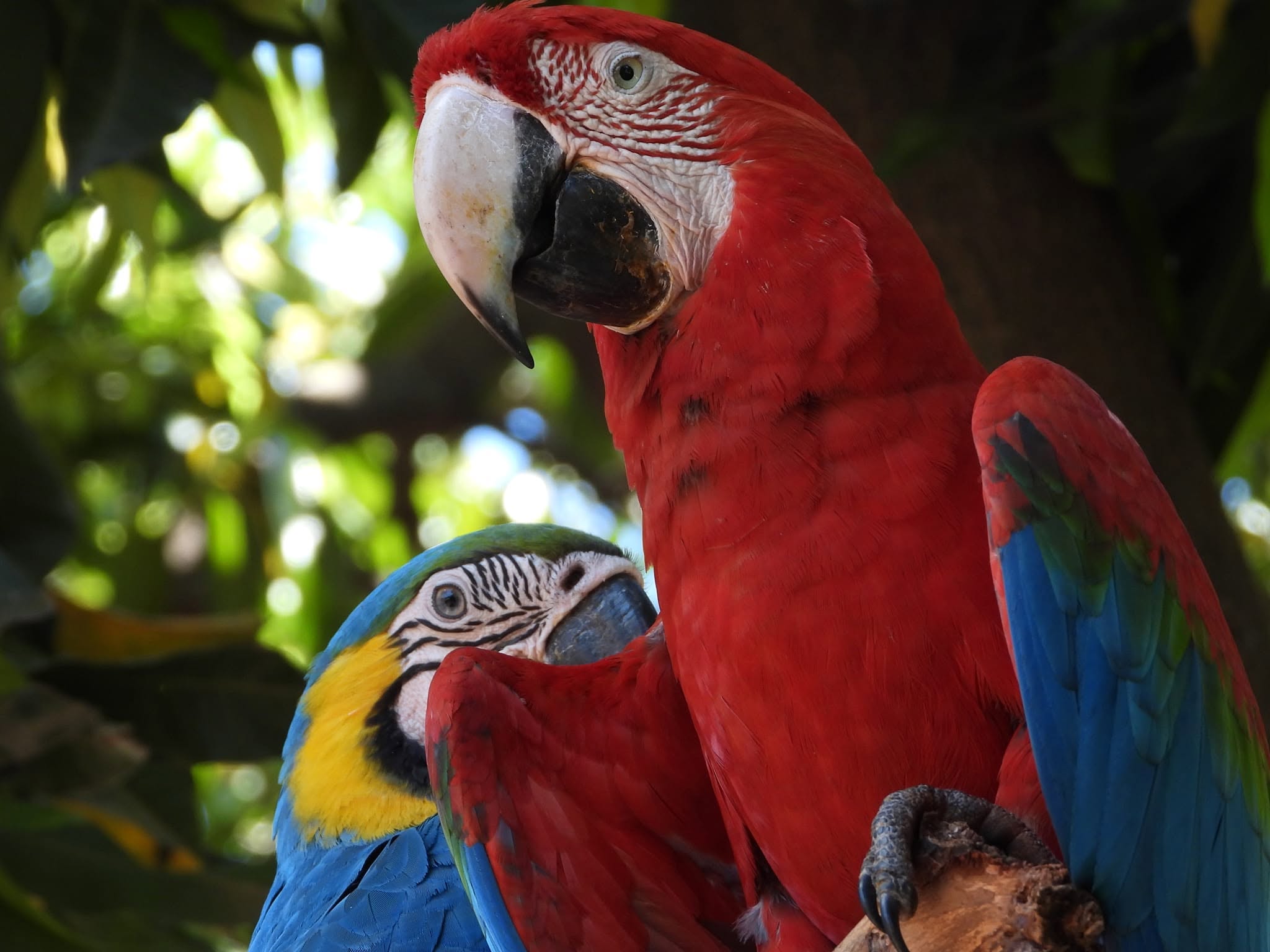 El Congreso reconoce la trayectoria de Asora Paraguay en la conservación y repoblación del guacamayo urbano El Congreso reconoce la trayectoria de Asora Paraguay en la conservación y repoblación del guacamayo urbano