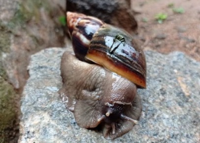 Advierten sobre la propagación del caracol gigante africano y emiten recomendaciones para su erradicación segura Advierten sobre la propagación del caracol gigante africano y emiten recomendaciones para su erradicación segura