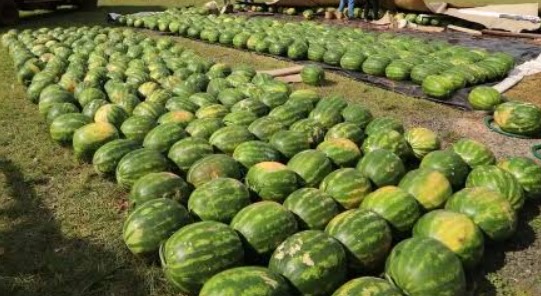 Paraguay abre mercado uruguayo para la sandía y prepara nuevos envíos desde San Pedro Paraguay abre mercado uruguayo para la sandía y prepara nuevos envíos desde San Pedro