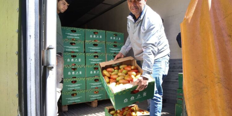 Inédita operación: por primera vez, tomates paraguayos fueron exportados a Uruguay Inédita operación: por primera vez, tomates paraguayos fueron exportados a Uruguay